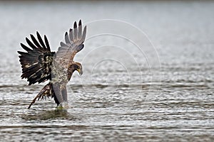 American Bald Eagle Diving