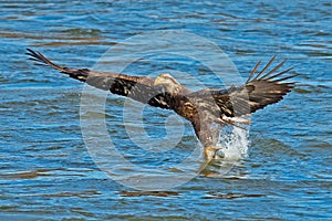 American Bald Eagle Diving