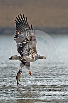 American Bald Eagle Diving
