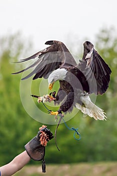 American bald eagle with falconer. Bird of prey at falconry disp