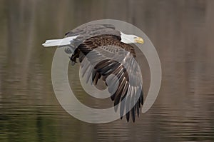 American Bald Eagle with a fish