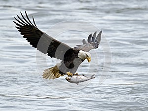 American Bald Eagle with Fish