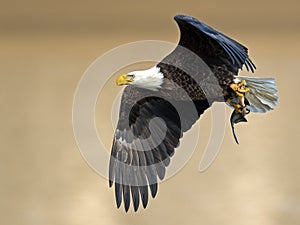 American Bald Eagle with Fish