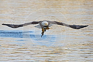 American Bald Eagle with Fish