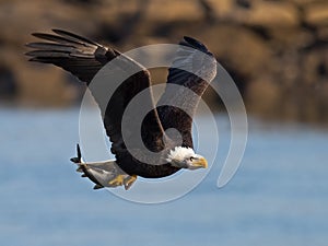 American Bald Eagle with Fish