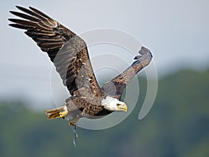 American Bald Eagle with Fish