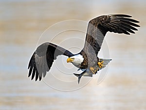 American Bald Eagle with Fish