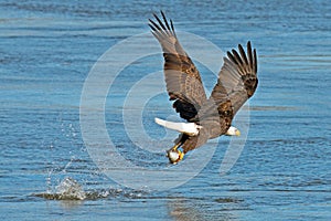 American Bald Eagle Fish Grab