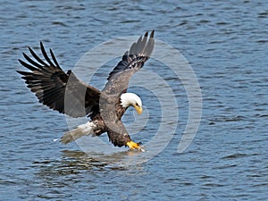 American Bald Eagle Fish Grab