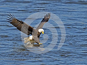 American Bald Eagle Fish Grab