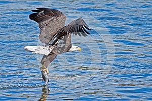 American Bald Eagle Fish Grab