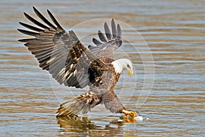 American Bald Eagle Fish Grab