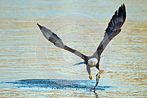 American Bald Eagle Fish Grab