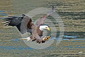 American Bald Eagle Fish Grab