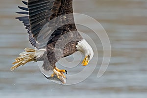 American Bald Eagle Fish Grab