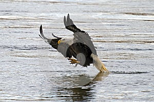 American Bald Eagle Fish Grab