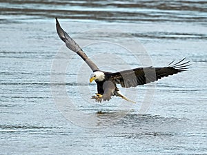 American Bald Eagle Fish Grab