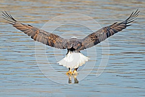 American Bald Eagle Fish Grab