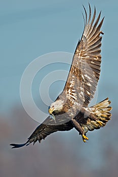 American Bald Eagle with Fish in Mouth