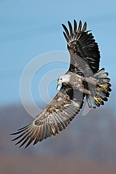American Bald Eagle
