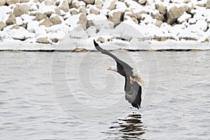 American Bald Eagle Fishing in the Mississippi River