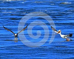 Bald Eagle Fishing with Pelicans