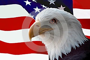 Americano calvo águila bandera 