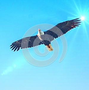 The American Bald Eagle flies over the northeast coast of Florida