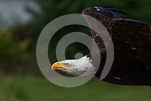 American Bald Eagle in flight