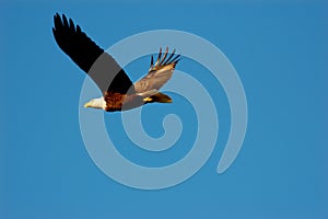American Bald Eagle in Flight