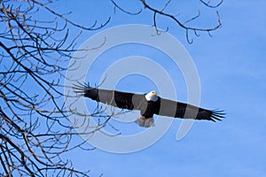 American Bald Eagle in Flight