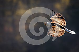 American Bald Eagle in flight