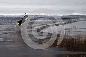 American Bald Eagle in flight