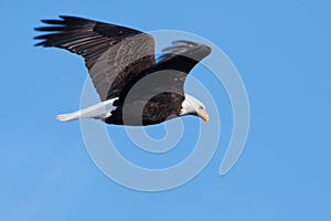 American Bald Eagle in flight