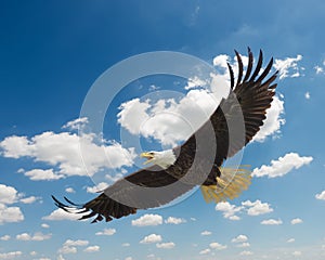 American Bald Eagle in Flight