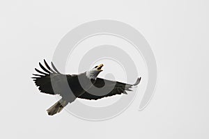 American bald eagle in flight