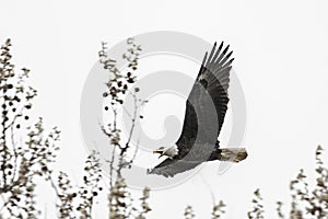 American bald eagle in flight