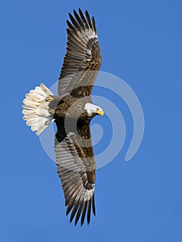 American Bald Eagle in Flight