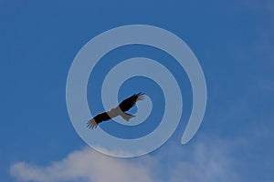 American bald eagle in flight