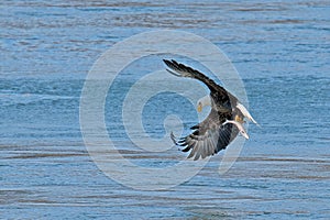American Bald Eagle In in Flight With Fish