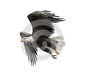 American bald eagle in flight isolated on white