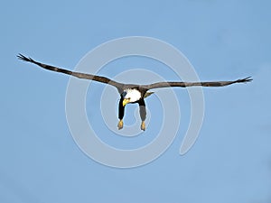 American Bald Eagle in Flight