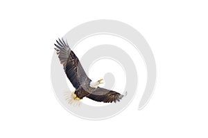 American Bald Eagle in Flight