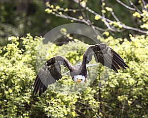 American Bald Eagle