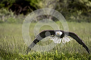 American Bald Eagle