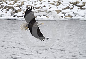 American Bald Eagle in Flight over the Mississippi