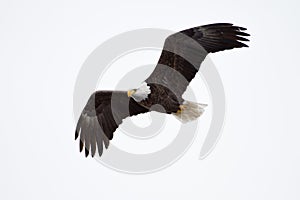 American Bald Eagle in Flight over the Mississippi