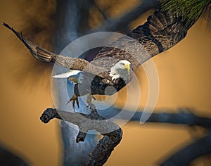 American bald eagle in flight at sunset.tif