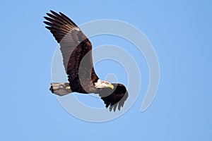 American Bald Eagle flying