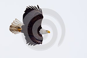 American Bald Eagle flying